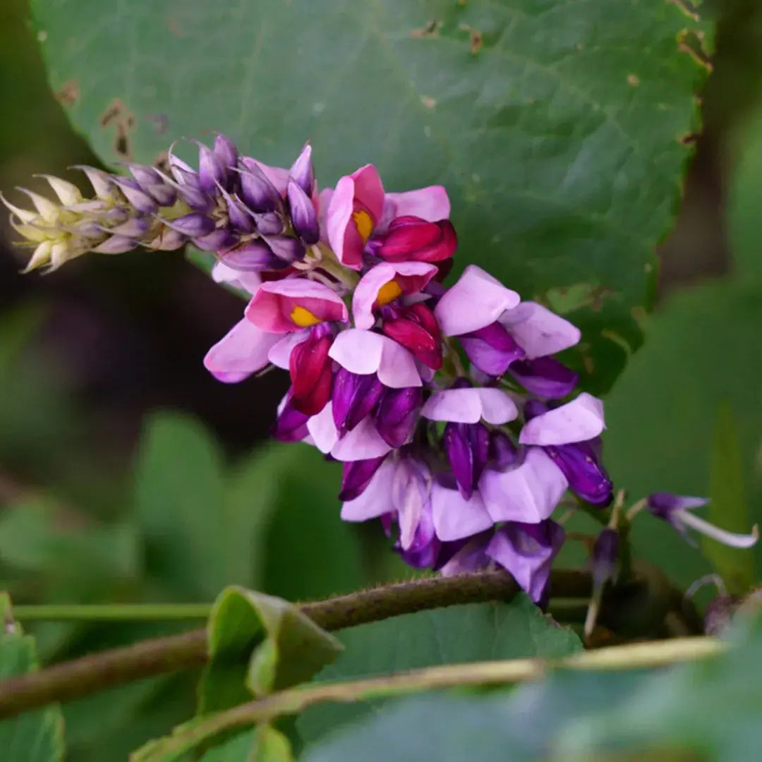 "kudzu-pueraria-lobata-vine-seeds-heirloom-non-gmo-fast-growing"

