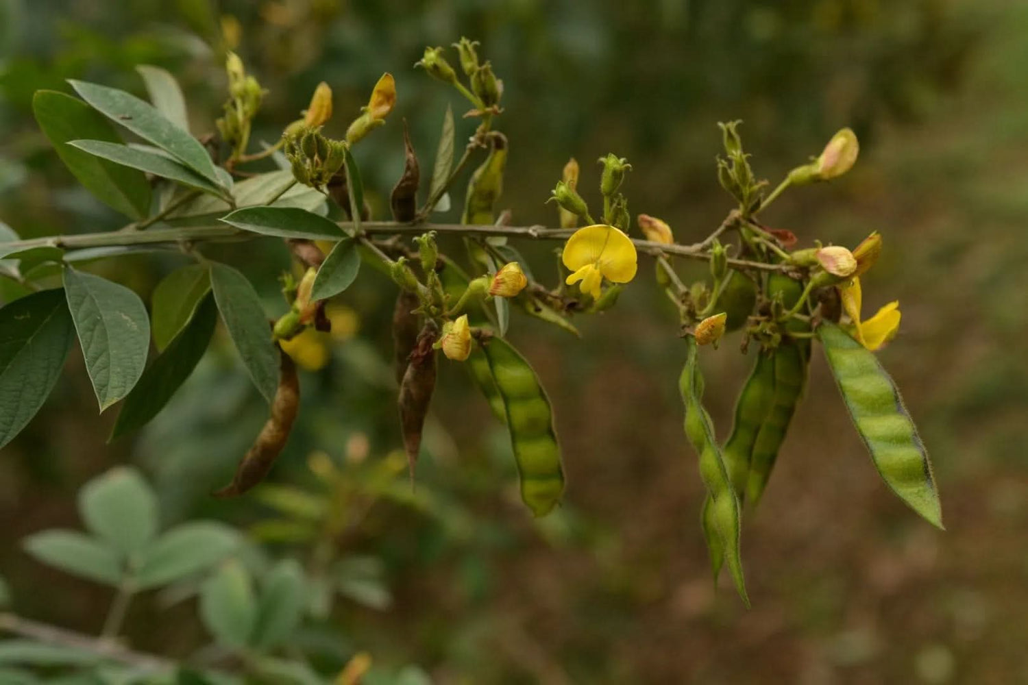 Cajanus Plant Seeds for Planting