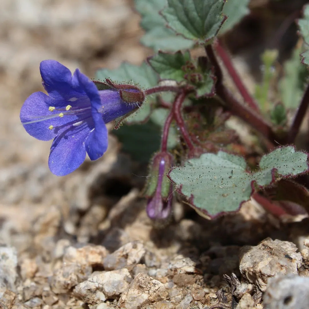 California Bluebell Seeds