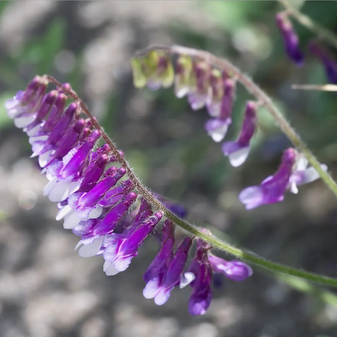 Hairy Vetch (Vicia villosa) Seeds