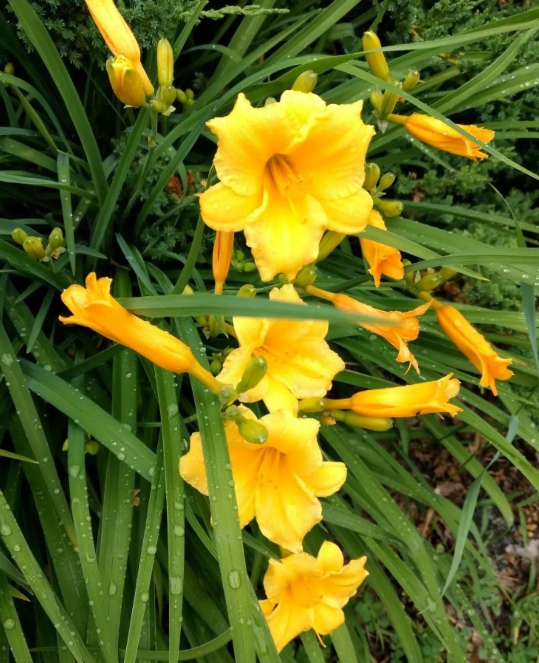 Hemerocallis Stella de Oro