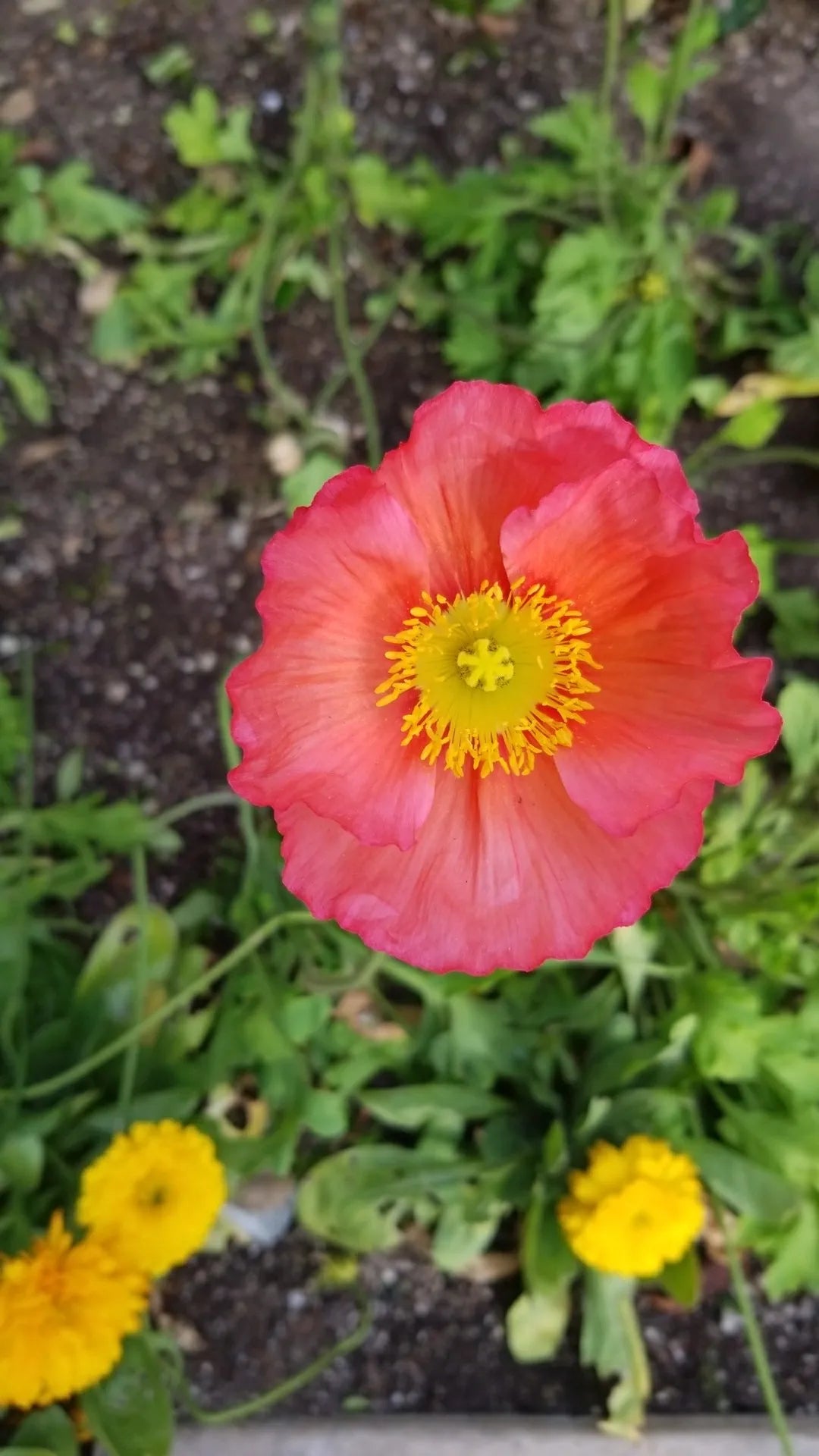 Iceland Poppy Seeds - Champagne Bubbles Pink