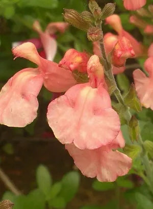 Salvia Peachy Pink Seeds