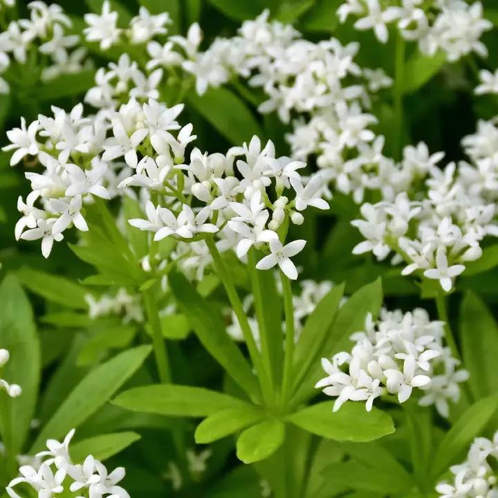 "heirloom-sweet-woodruff-perennial-flower-seeds-fragrant-shade"

