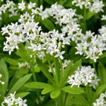 "heirloom-sweet-woodruff-perennial-flower-seeds-fragrant-shade"

