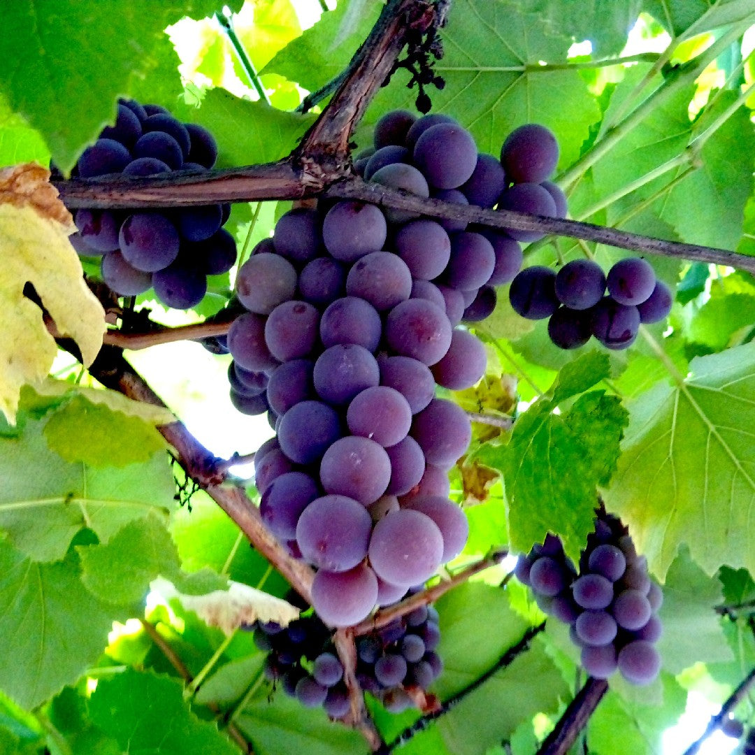 Fox Grape (Vitis labrusca)