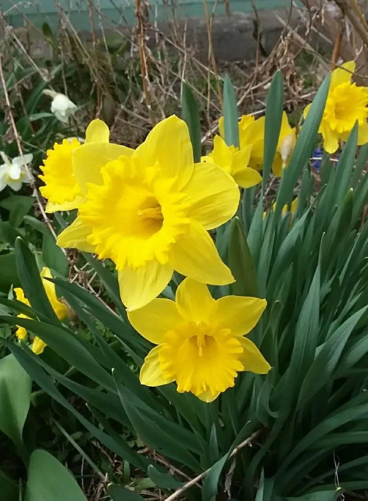 Daffodil Bulbs (Trumpet) - King Alfred