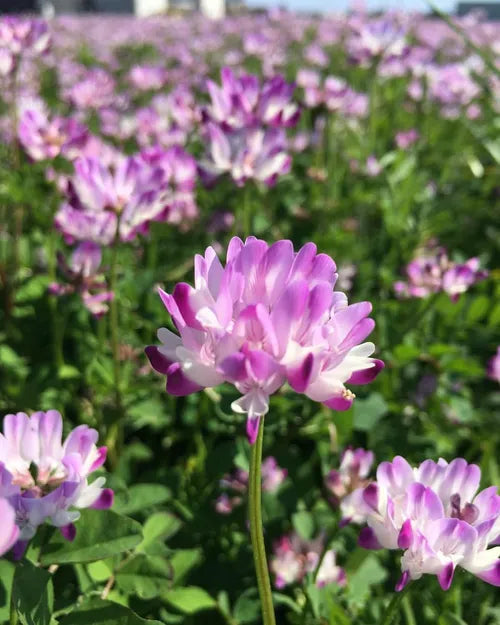 Violet Milkvetch Sinicus Seeds – Heirloom, Non-GMO Flower Seeds for Planting Colorful Blooms