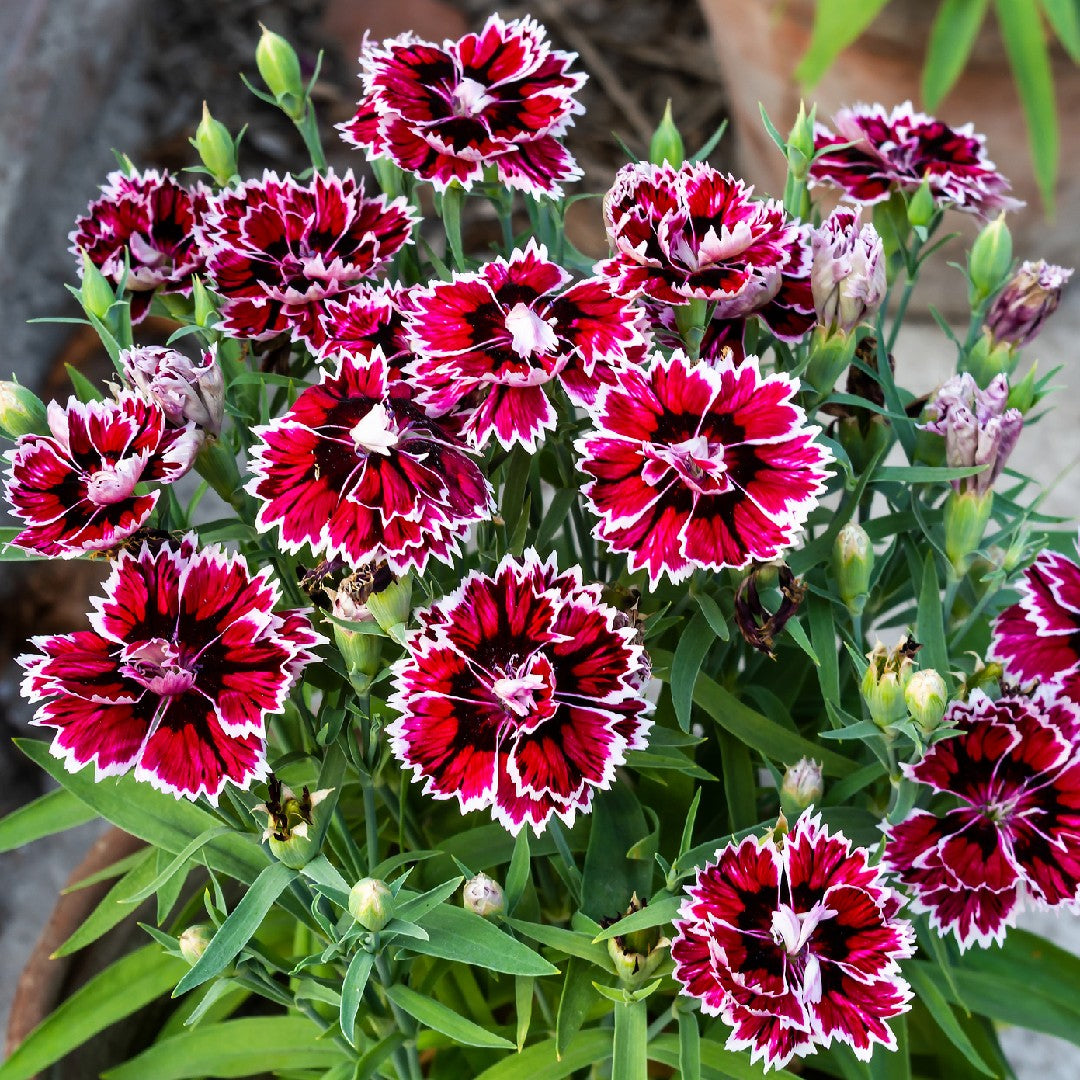 Dianthus Chinese Pinks Seeds