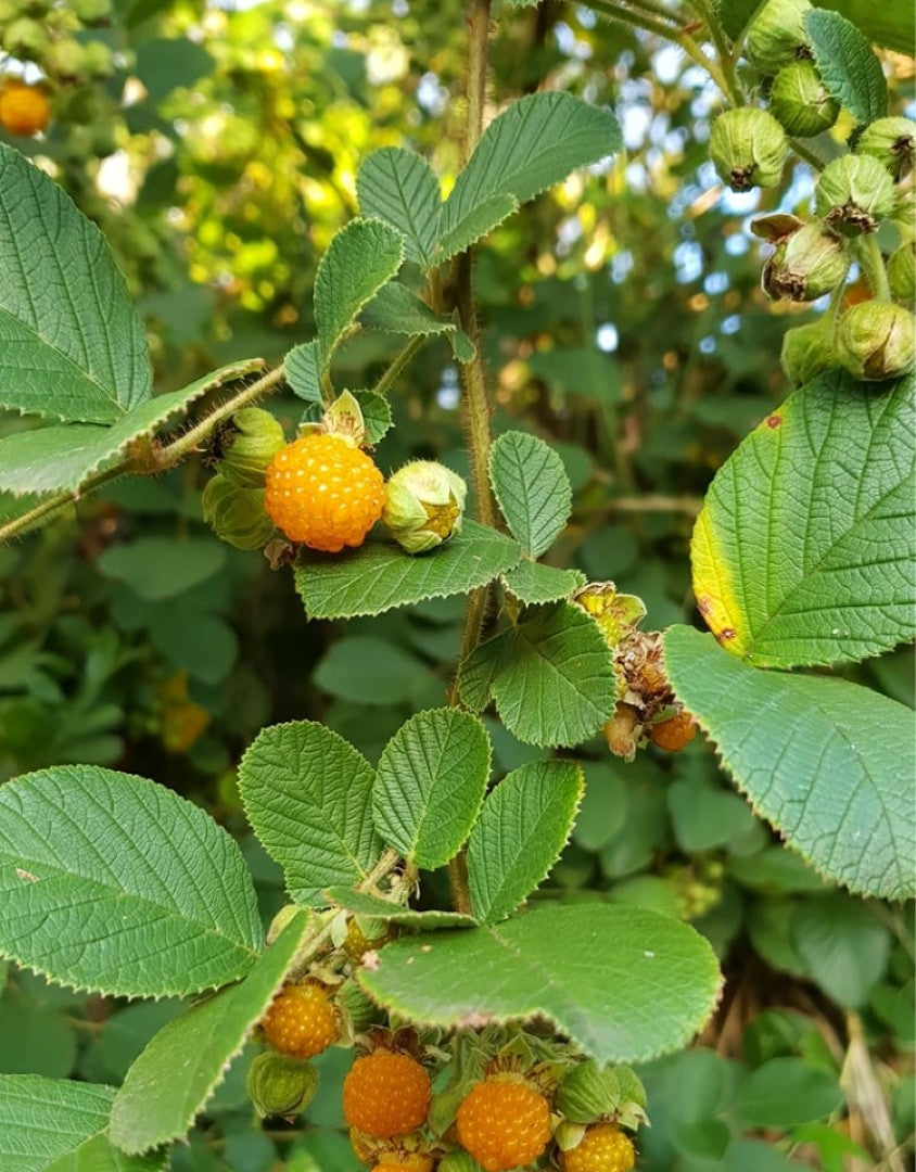 Yellow Himalayan Raspberry (Rubus ellipticus / Common Name: Yellow Himalayan Raspberry)