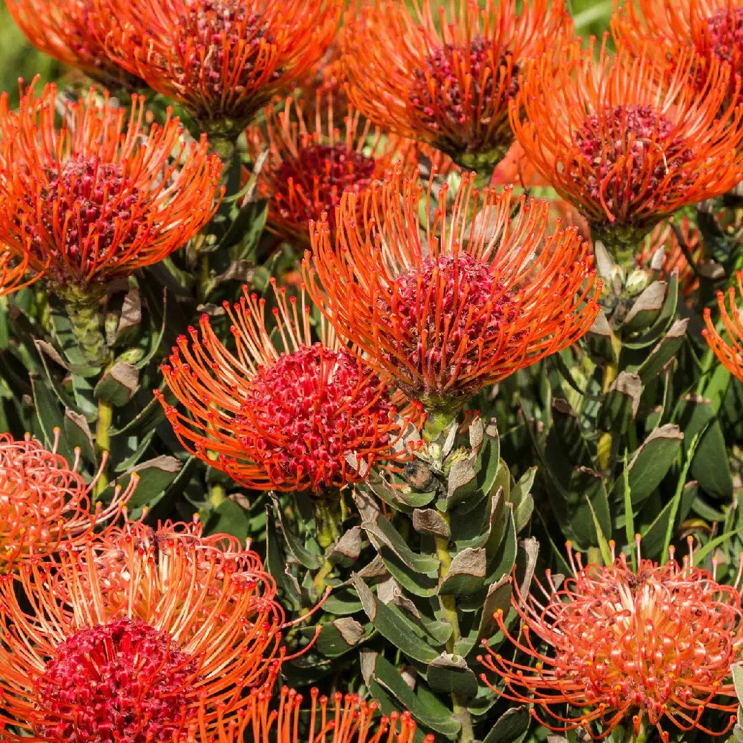 high-germination-non-gmo-leucospermum-cordifolium-seeds

