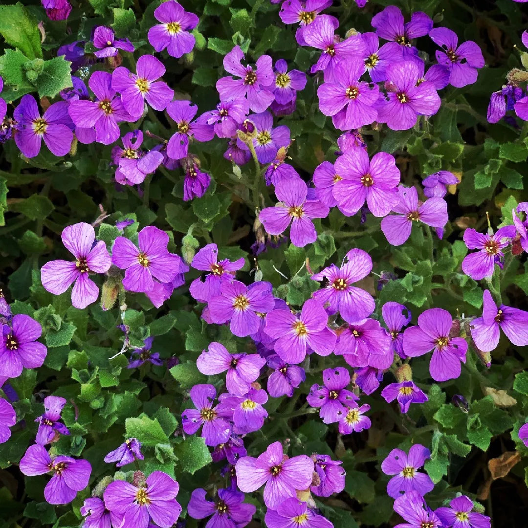 Aubrieta Cascade Purple Rock Cress Flowering Seeds For Planting