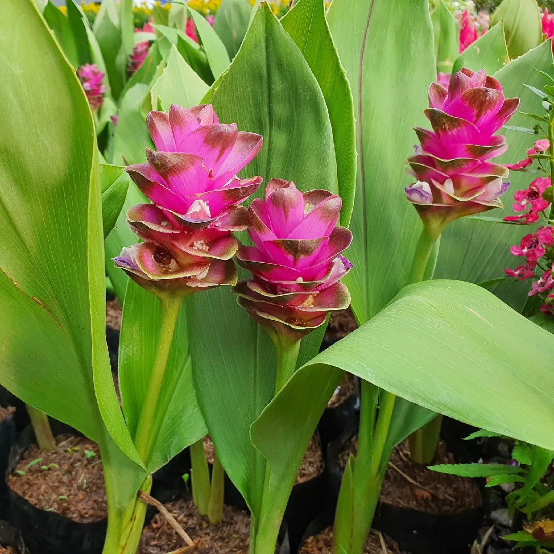 Siam Tulip Curcuma Seeds – Tropical Blooms with Turmeric-Like Foliage