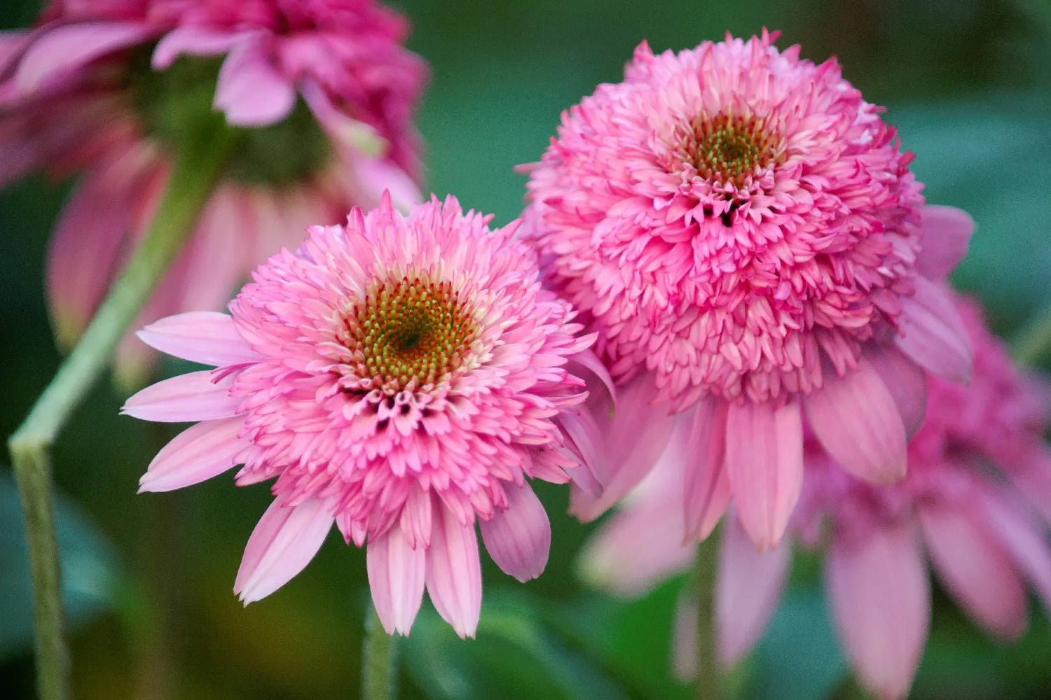 Echinacea Roots - Pink Double Delight