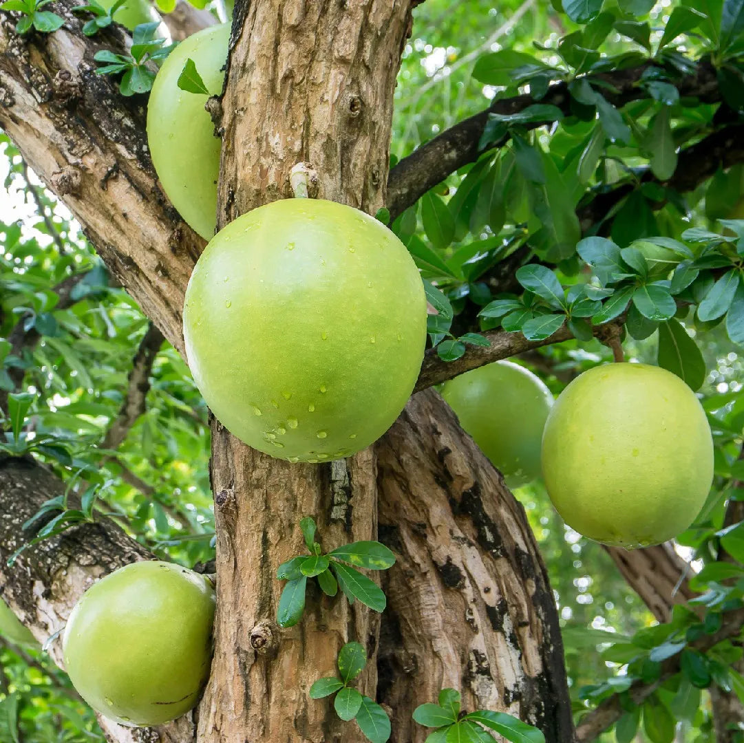 Calabash Tree Seeds (Crescentia cujete)