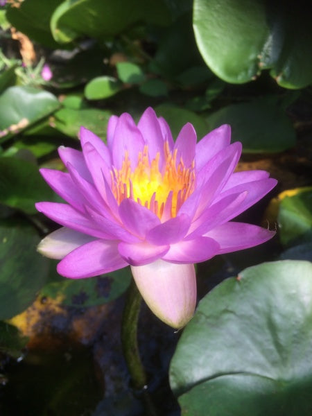 Nymphaea Siam Purple 2