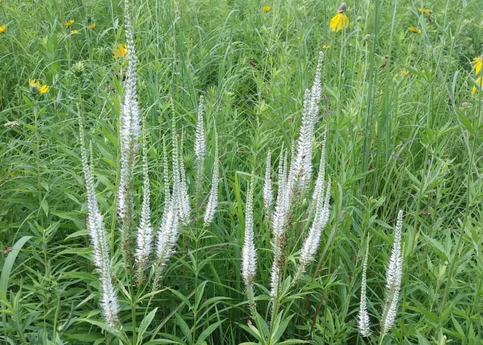 Culver’s Root Veronicastrum Perennial Flower Seeds