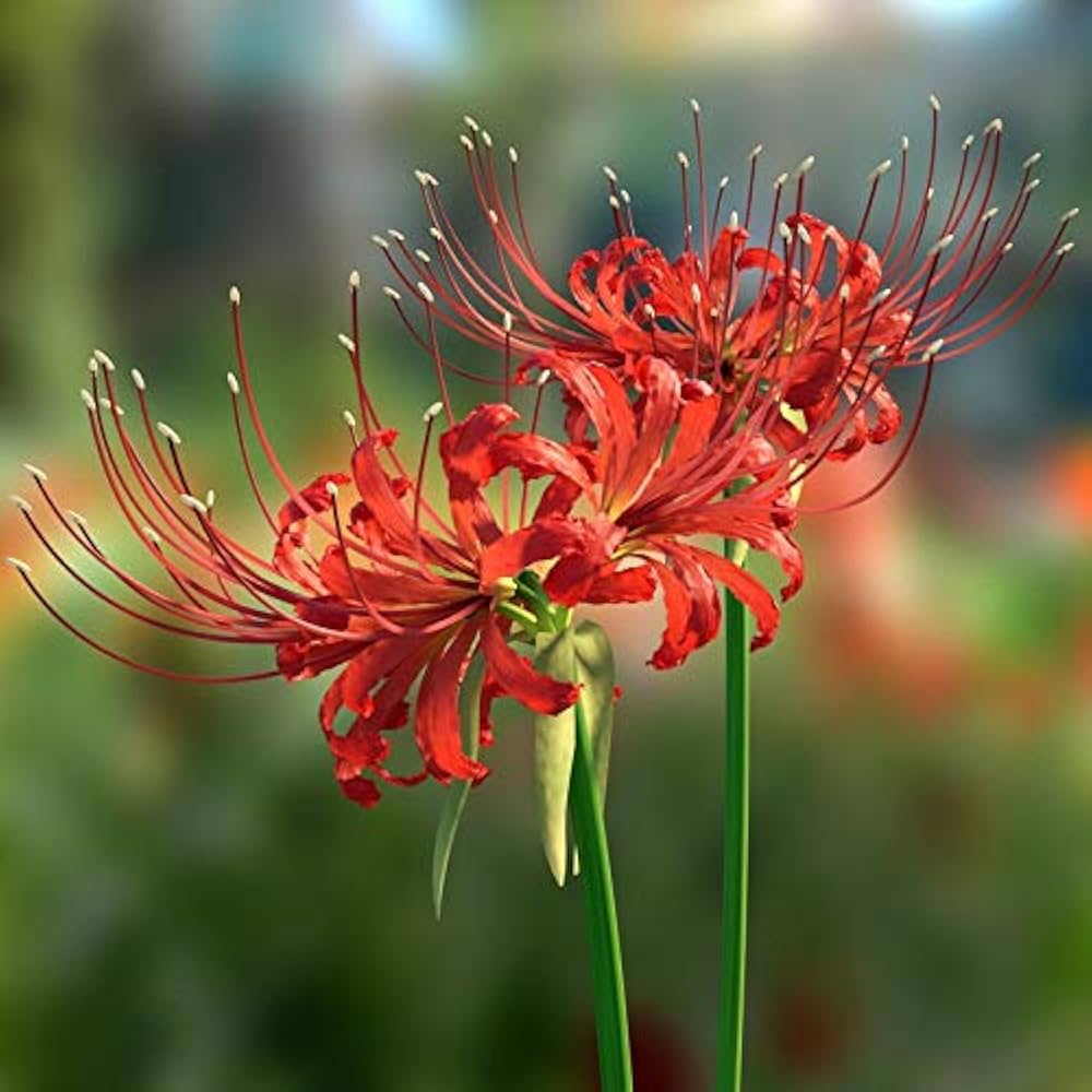 Radiata Lycoris radiata Flower Seeds for Planting Japanese Variety in Backyard Garden