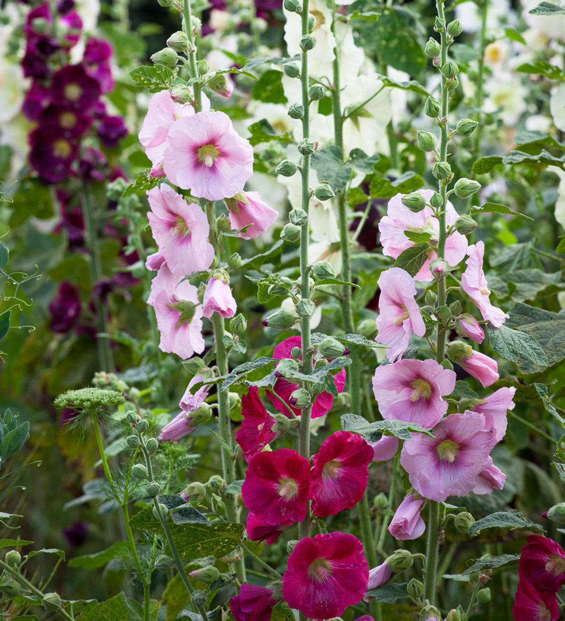 Hollyhock Seeds - Single Mix