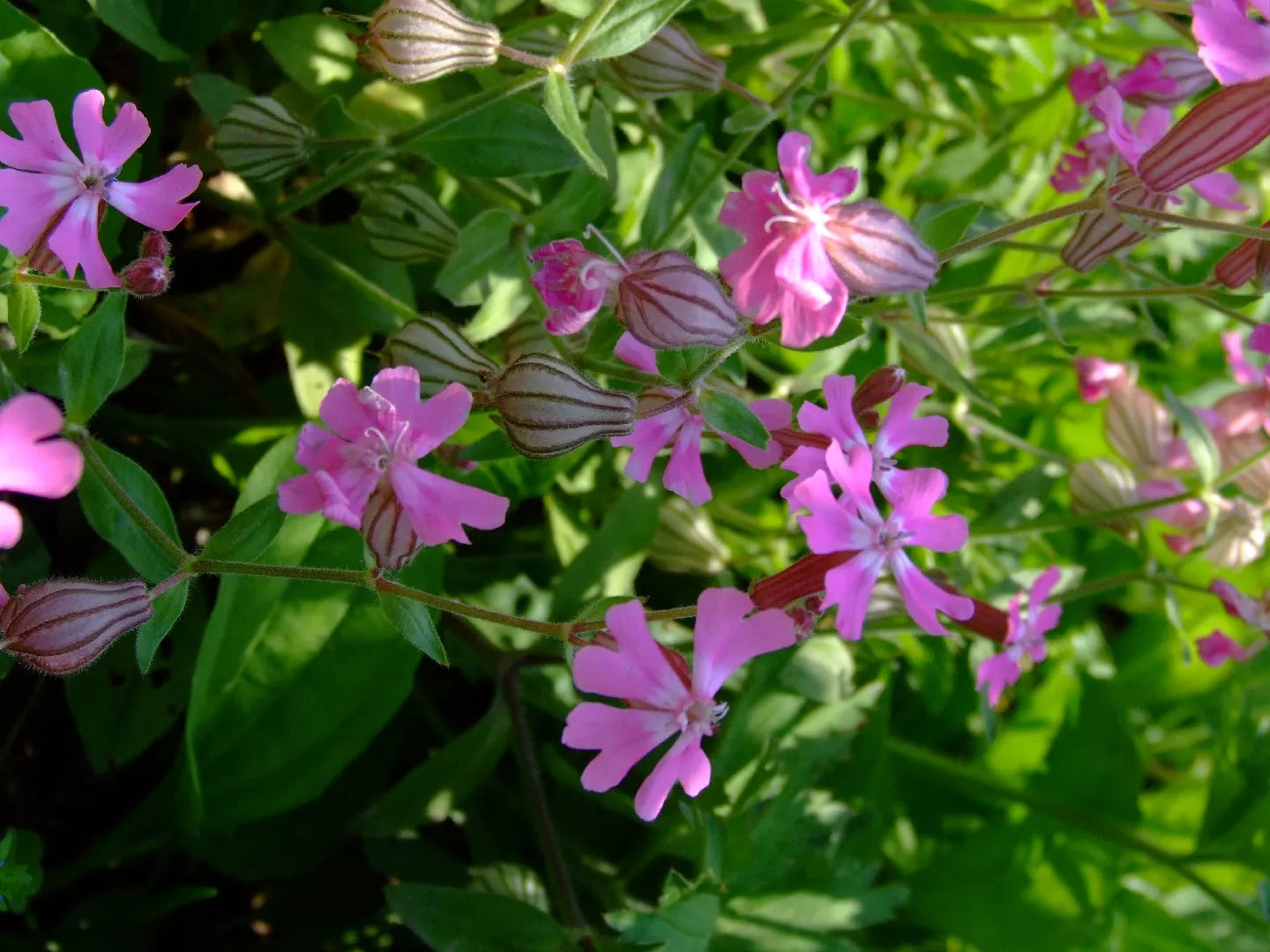 Nodding Catchfly Seeds