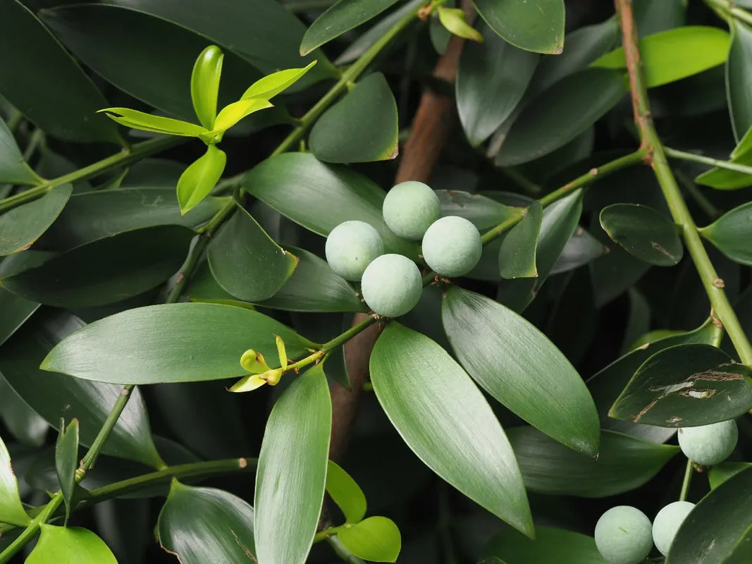 Nageia (Nageia nagi) Seeds