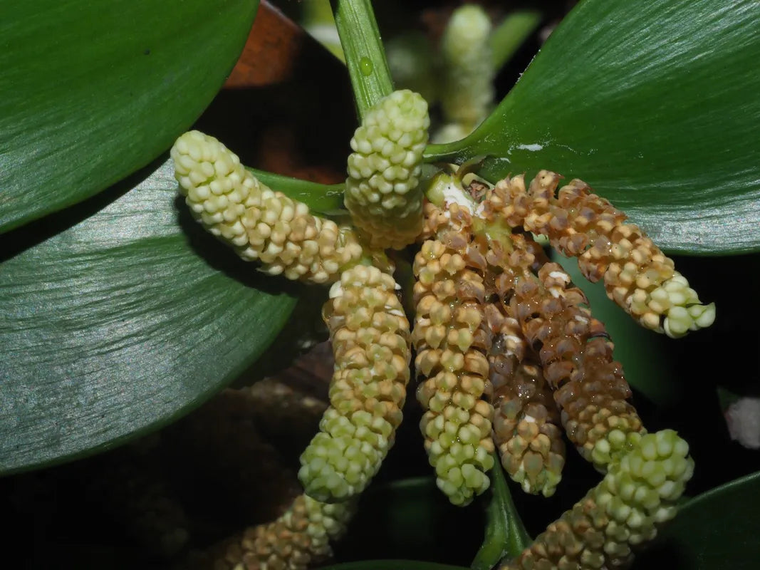 Nageia (Nageia nagi) Seeds