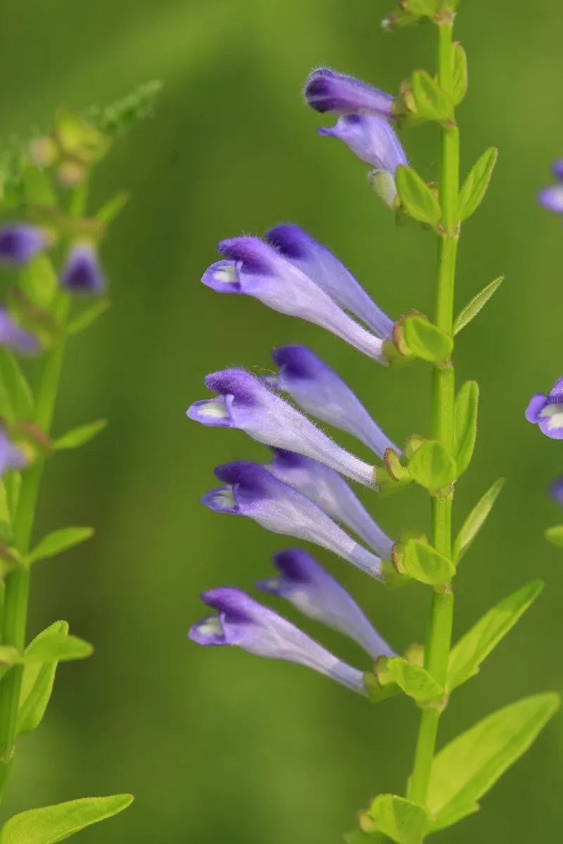 Scutellaria baicalensis