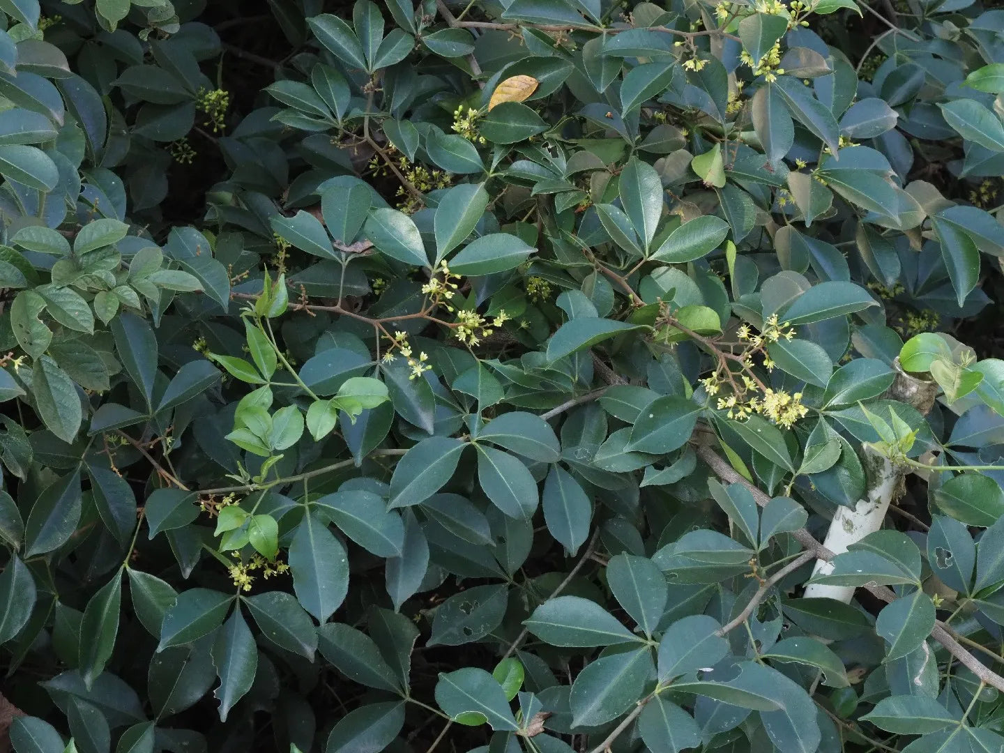 Green Toddalia Plant Seeds for Planting