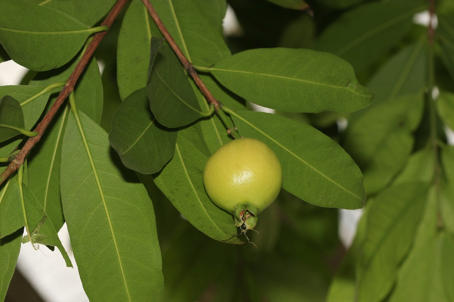 Malabar Plum Seeds (Syzygium cumini)