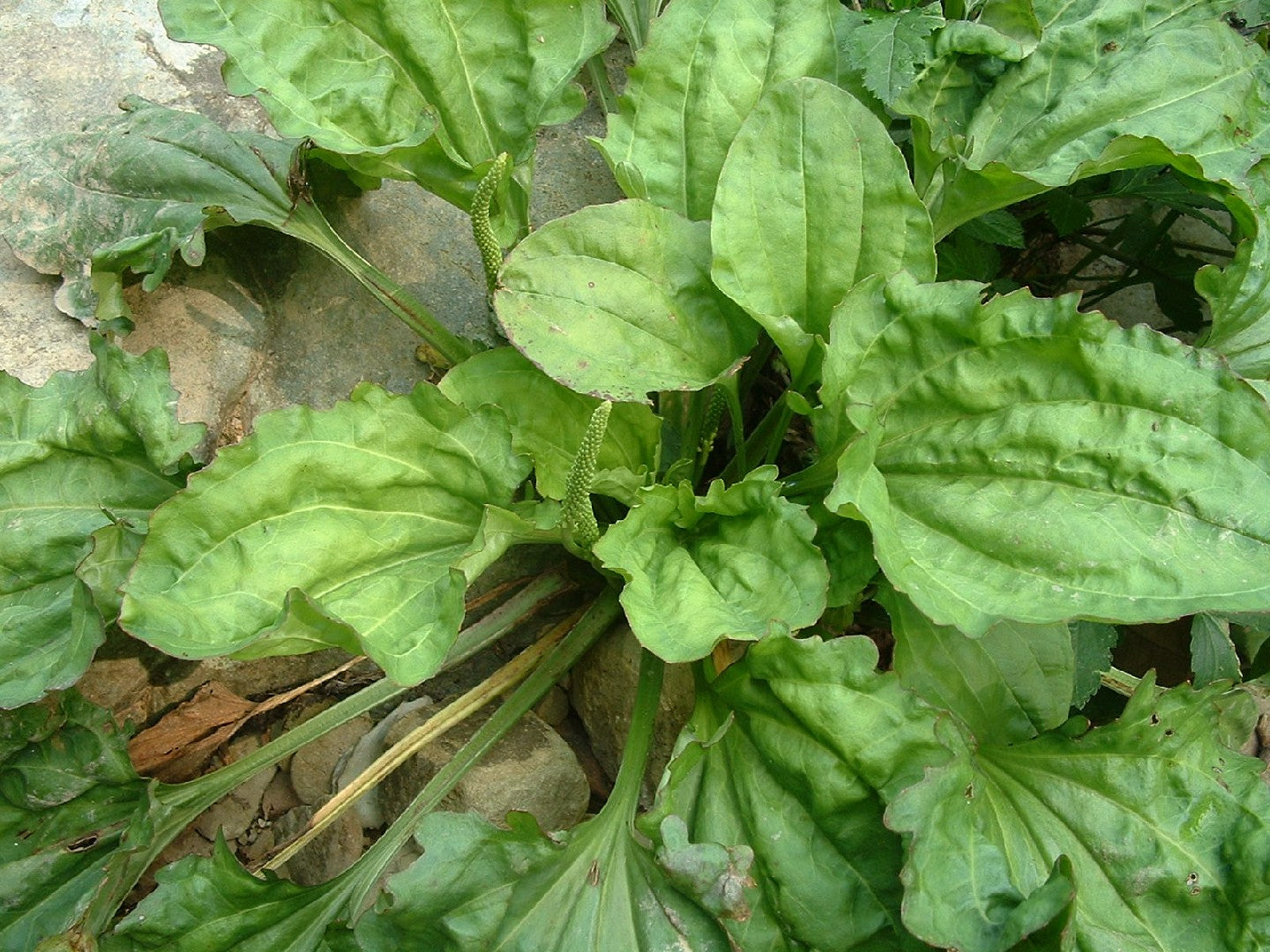 Plantago Asiatica