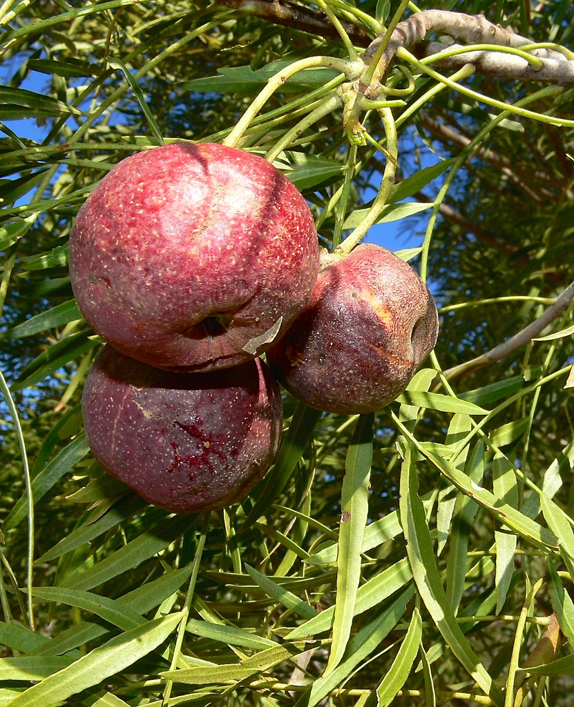 Emu Apple (Bush Tomato)