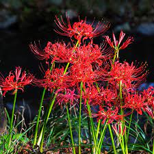 Radiata Lycoris radiata Flower Seeds for Planting Japanese Variety in Backyard Garden