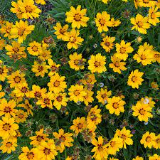 Coreopsis Golden Wave Tickseed Flower Seeds