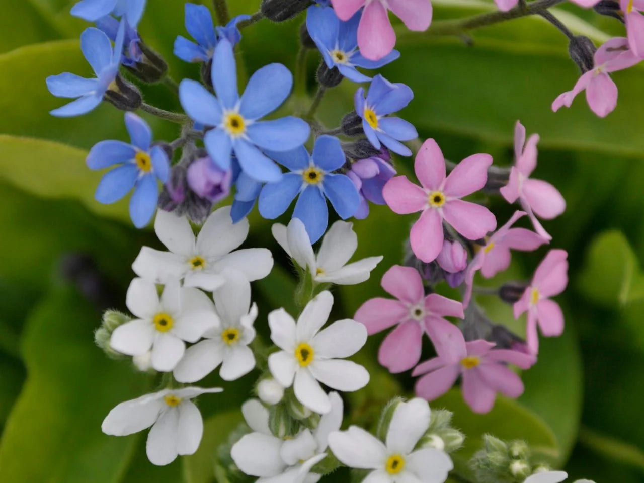 Forget Me Not Seeds - Mixed Colors