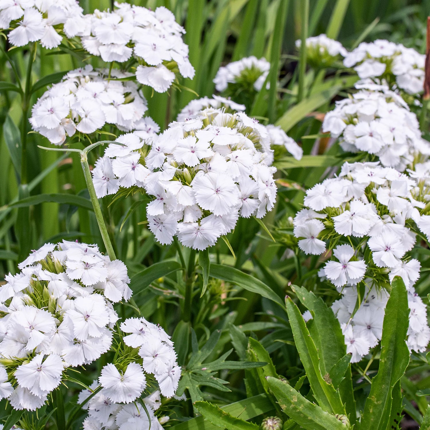 Sweet William Seeds - Albus