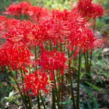 Radiata Lycoris radiata Flower Seeds for Planting Japanese Variety in Backyard Garden