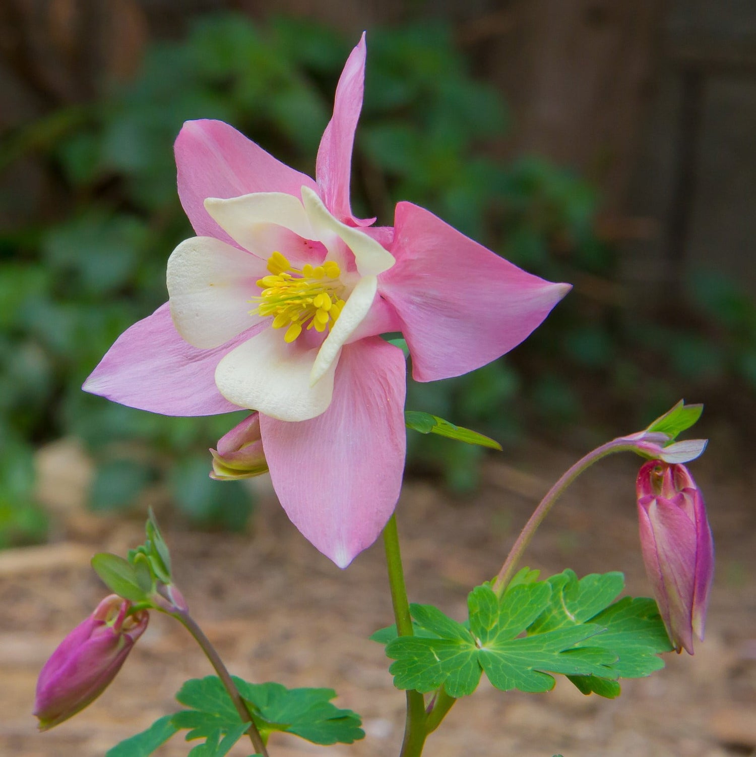 Aquilegia Vulgaris Multicolor Beautiful Flower Seeds for Gardening your Back Yard Space