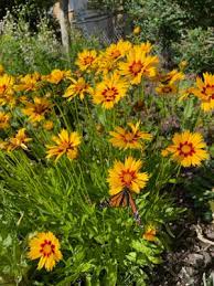 Coreopsis Golden Wave Tickseed Flower Seeds
