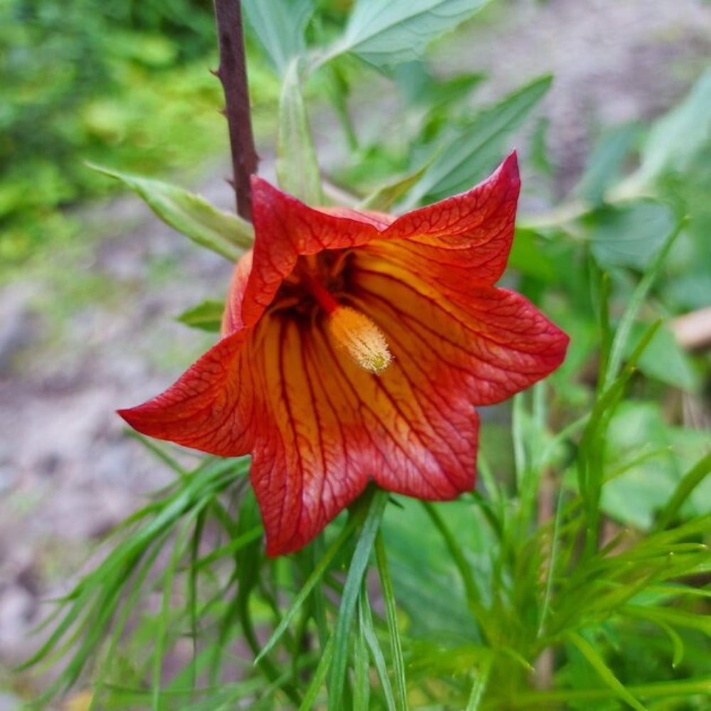 Canarina Flower Seeds for Planting NON GMO Seeds