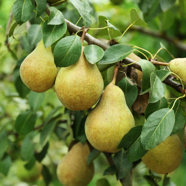 British Columbia Fruit Seeds for Growing Robust and Hardy Fruit Trees