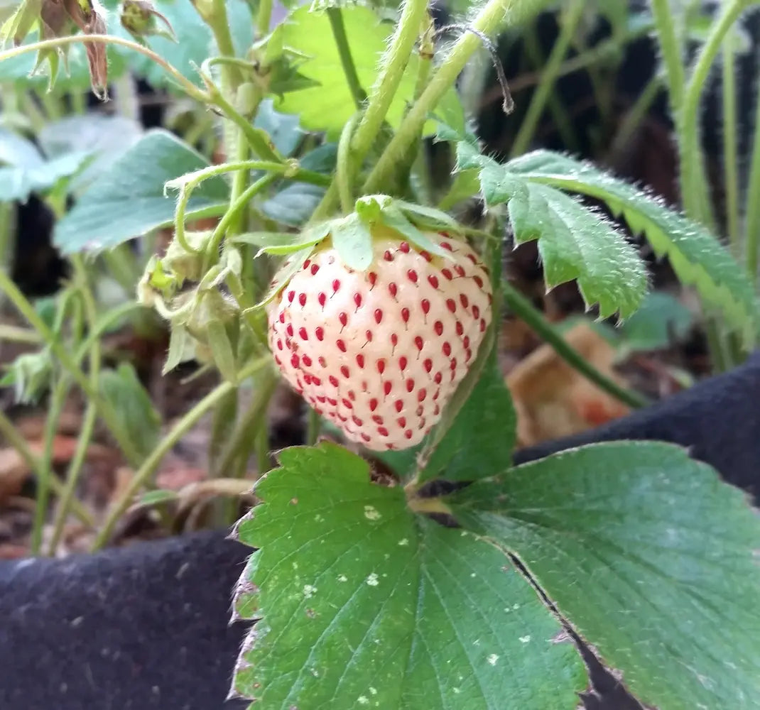 Pineberry White Strawberry Fruit Seeds for Planting - Growing Rare and Sweet White Strawberries