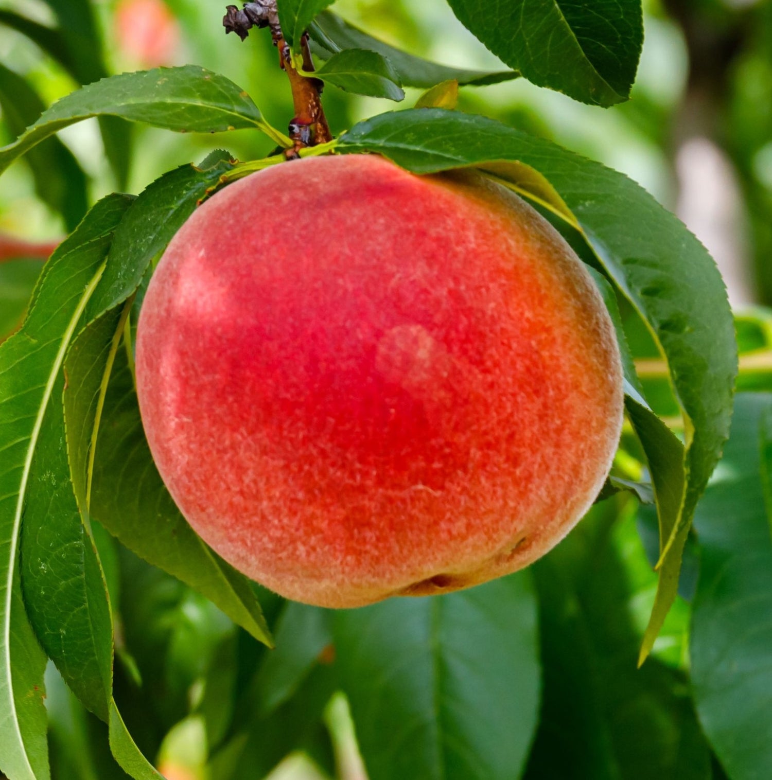 Arctic Supreme Peach Fruit Seed for Planting - Pack for Growing Sweet, Juicy Peaches, GMO Free Seeds