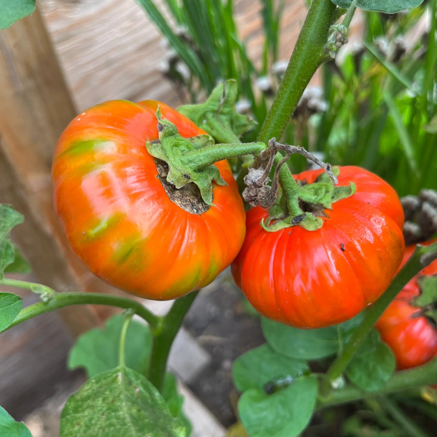 Egg Plant Sweet Fruit Seeds for Planting - Orange Color Variety, Premium Seeds, GMO Free