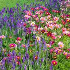 Cosmos Gatection Flower Seeds (Cosmos bipinnatus) Annual Variety for Bright Garden Borders