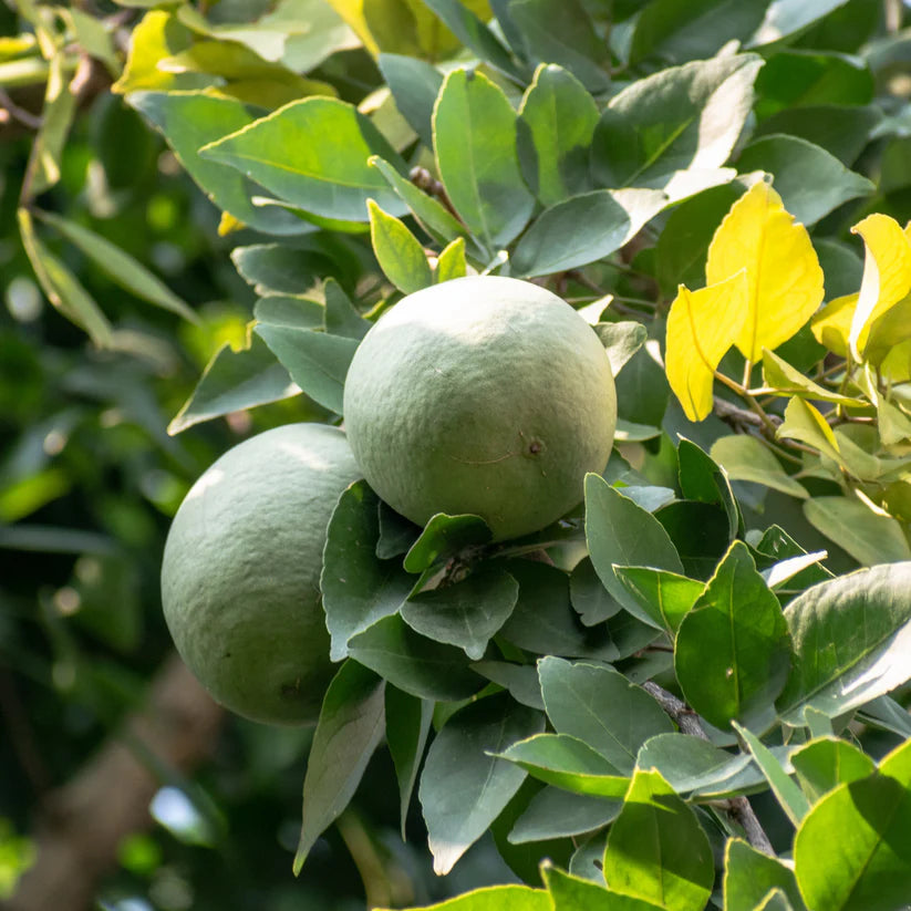 Rare Aegle Marmelos Seeds - Grow This Sacred and Medicinal Fruit Tree