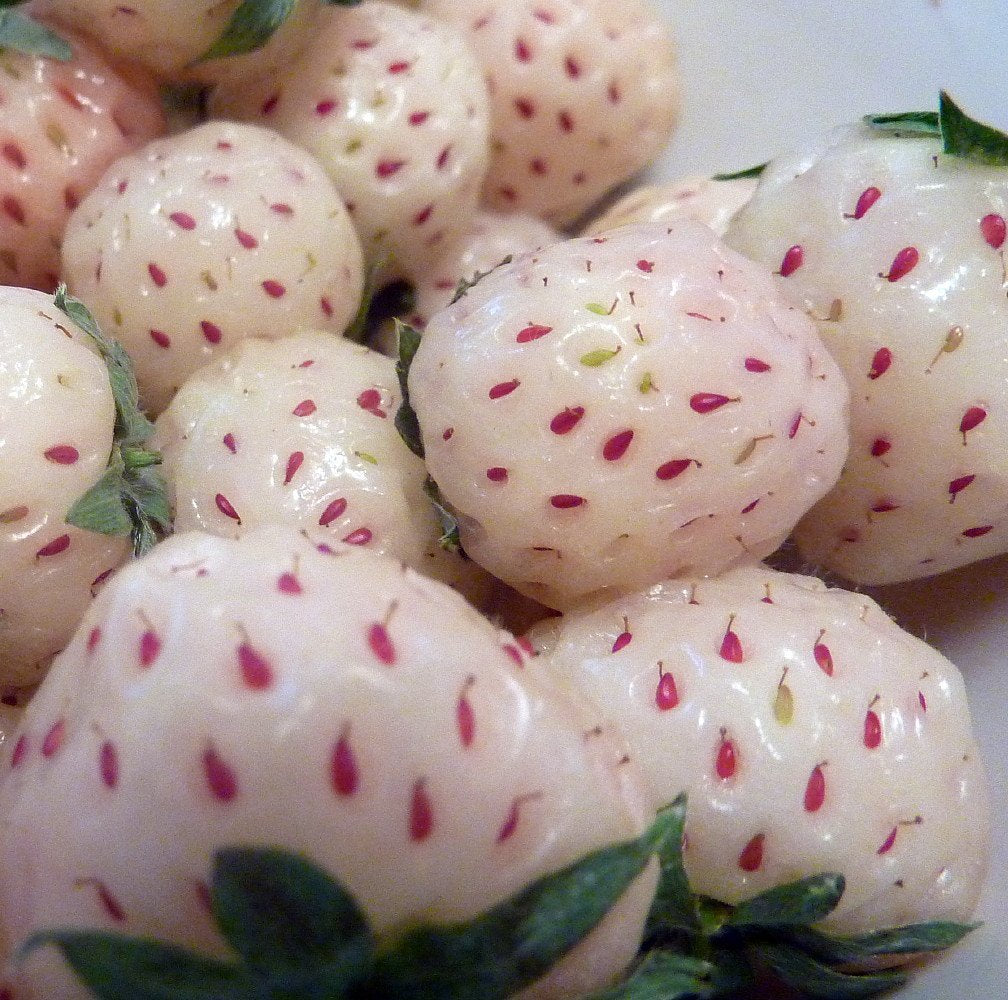 Pineberry Strawberry Seeds for Planting - Rare and Flavorful White Strawberry Varieties