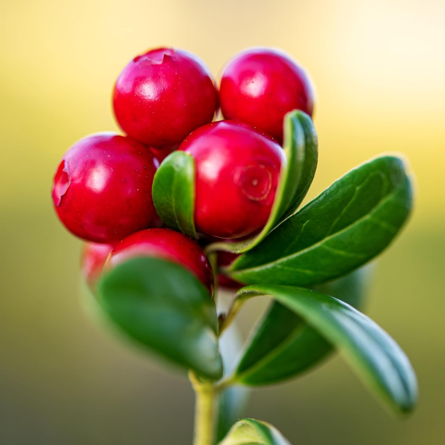 Heirloom Red Wintergreen Fruit Seeds for Planting - Grow This Hardy Berry for a Vibrant Garden, GMO Free