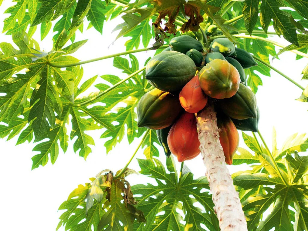 Burgundy Papaya Fruit Seeds for Planting - Ideal for Tropical and Subtropical Gardens