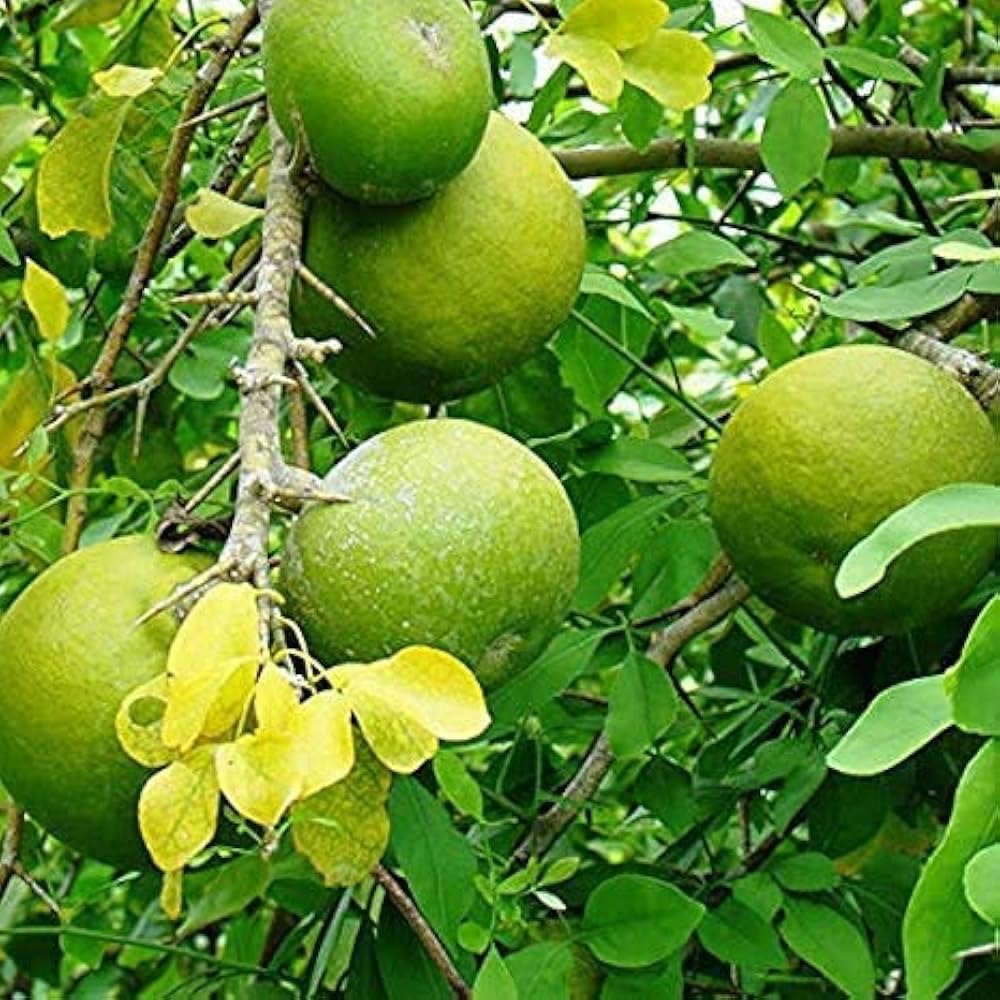 Stone Apple Seeds for Planting - Distinctive and Aromatic Fruit Plants Seeds