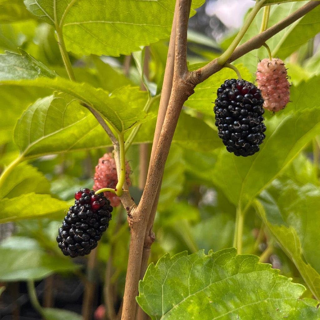 Mulberry Tree Seeds - Grow Your Own Fruitful Mulberry Tree at Home